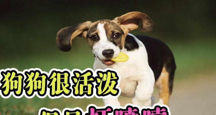 以狗的喷嚏为主题的病毒调查（揭示隐藏在狗喷嚏背后的疾病传播威胁）