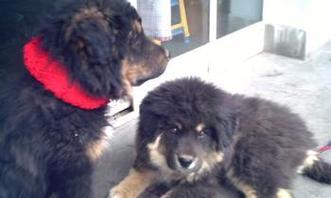 狗为何变成杂食动物（探究狗类食性的进化过程及原因）