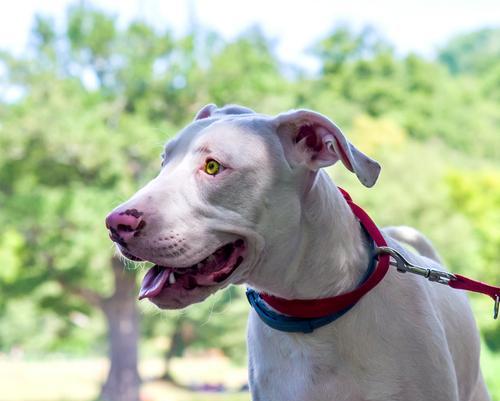 追寻血脉的猎犬——寻血猎犬的故事（揭秘寻血猎犬的神奇追踪本能）