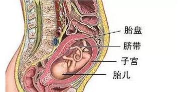 狗的胎盘（探索狗的胎盘结构、功能与重要性）