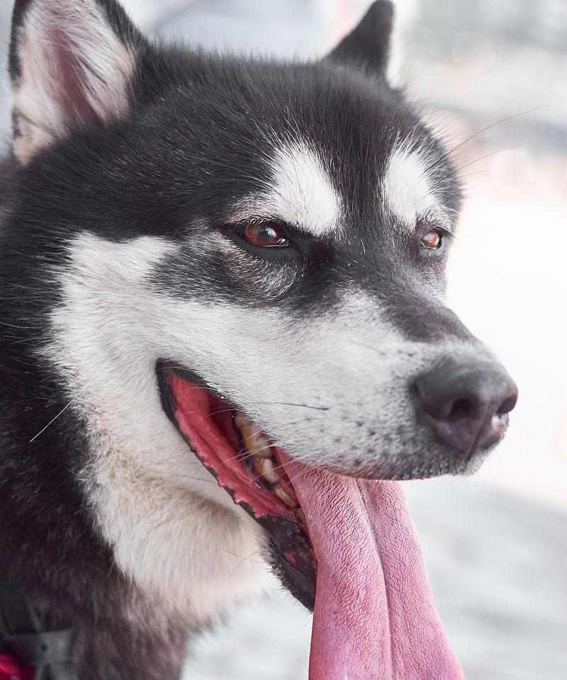 为什么狗会伸舌头？（揭秘狗伸舌头的原因与功能）