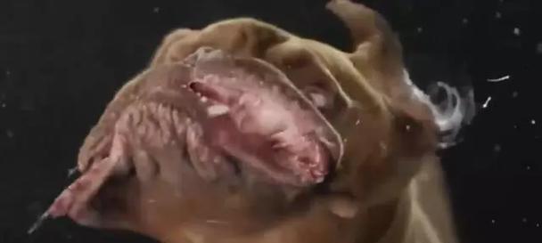 狗为何总是甩头？（探究狗甩头的原因与意义）
