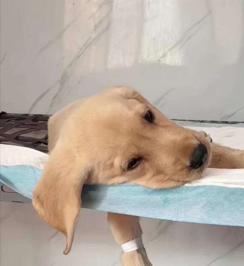 狗狗胃炎（了解狗狗胃炎的症状，掌握有效的治疗方法和预防措施）