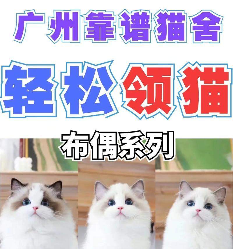了解猫的品种多样性（探索猫的不同品种及其特点）