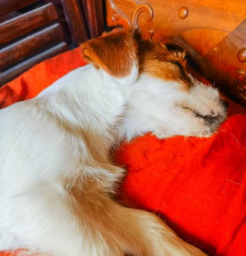 狗狗的必打疫苗，保护它的健康（详解狗狗的常见疫苗及其重要性）