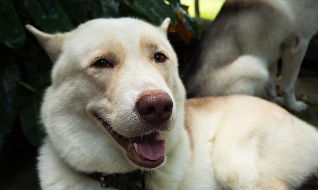 狗鼻子的神奇之处（探秘狗鼻子为什么总是湿湿的）
