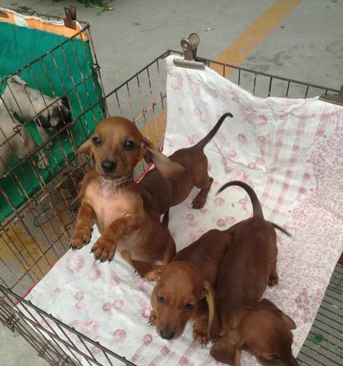 探寻大耳朵狗的奇妙世界（与大耳朵狗共享快乐时光）