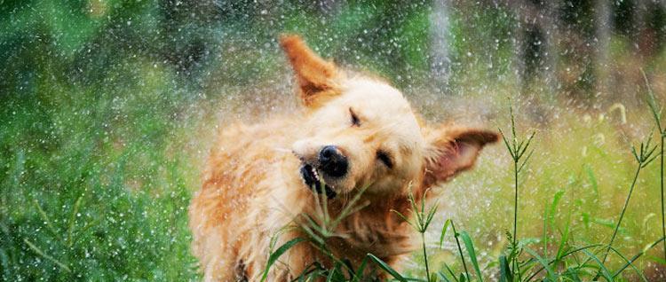 狗为什么总是甩耳朵？（揭秘狗狗甩耳朵的原因和意义）