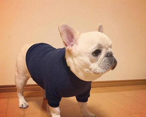 法国牛的特点及饲养要点（探索法国牛的独特特点，了解如何科学饲养）