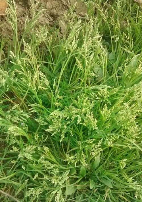 垂耳兔的饲养之道（了解垂耳兔的食性及优质草料的选择要点）