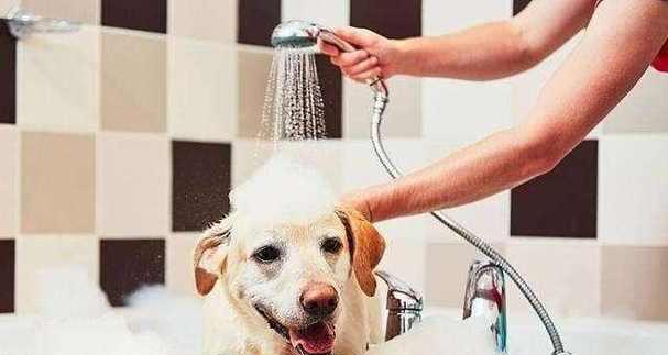 揭秘家狗体臭背后的原因（为何你的家狗总是那么臭味熏天？）