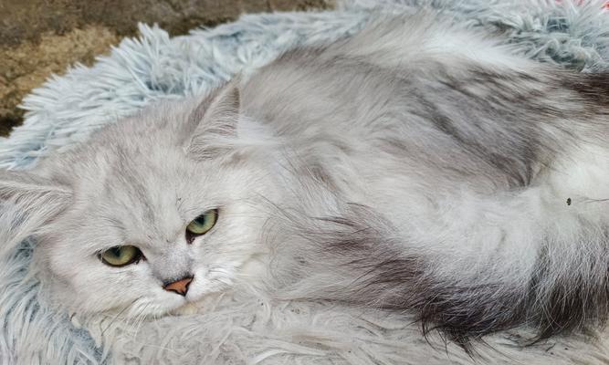 揭秘猫咪喜欢摁被子的原因（探索猫咪行为的奥秘）