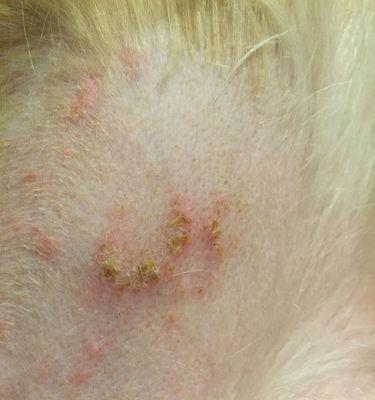 金毛犬皮肤病的防治方法（探索金毛犬皮肤病的治疗新途径）