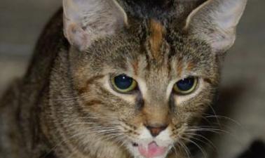 探究猫咪吐水与不进食的原因（揭秘猫咪食欲不振的背后原因与解决方法）