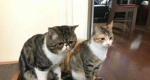 公猫为什么喜欢舔鸡？（揭秘公猫对鸡肉的独特情结）