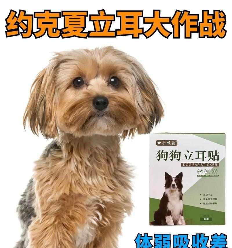 约克夏犬的饲养需注意什么？（养一只健康快乐的约克夏犬，从这些方面开始）