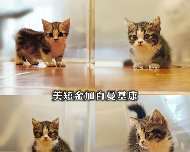 两个月的美短如何科学饲养（以两个月的美短的饮食为主题的科学饲养指南）