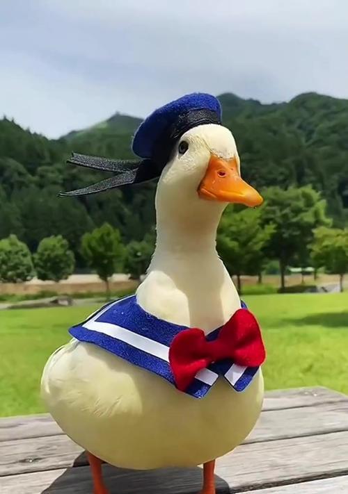 学生最适合养什么宠物？（选择宠物需要考虑的因素与建议）