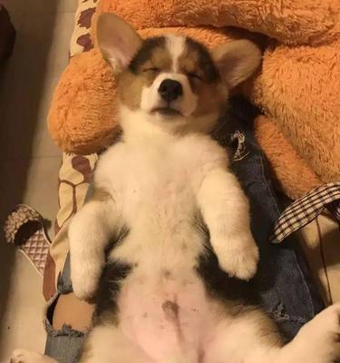 分脸狗（探索分脸狗的基因变异和特殊性格特征）