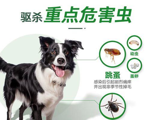 如何有效治疗狗身上起包的方法（探索最佳药物用于治疗狗身上起包的方式）
