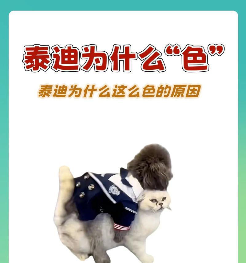 泰迪狗狗嘴巴臭的原因及解决方法（了解泰迪狗狗口臭的原因，让你的宠物口气清新如初）