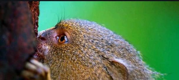 狨猴的特征和习性（探索狨猴的外貌、行为和生态习惯）