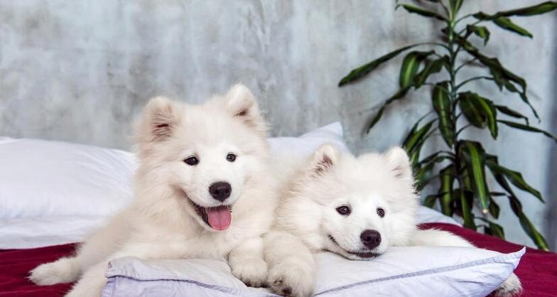 萨摩犬的饮食禁忌（了解萨摩犬的饮食禁忌，让它健康成长）