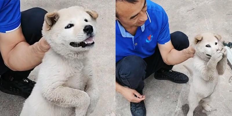 揭秘狗为什么喜欢挠嘴的原因（深入探究狗喜欢挠嘴的行为背后的奥秘）