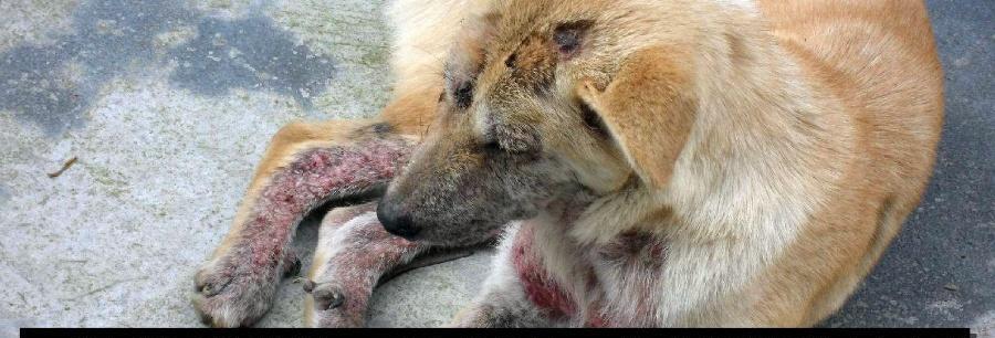 为什么狗狗的皮肤会发黑？（探寻黑色皮肤背后的原因与饮食建议）