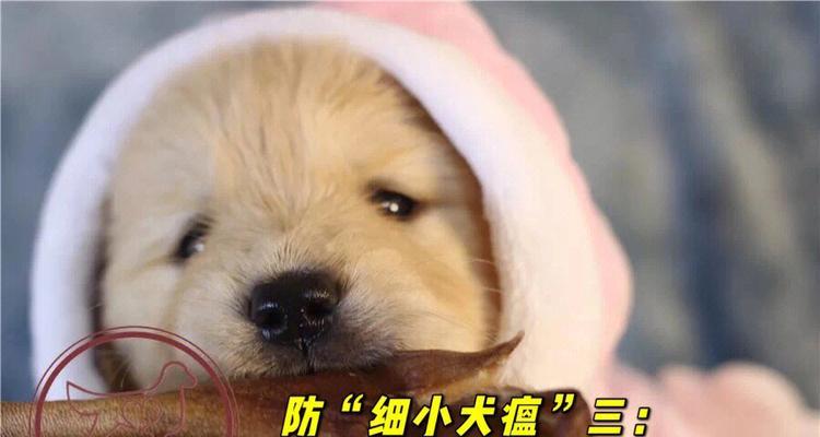 金毛刚打完疫苗要注意什么？（养金毛宝宝的小心事，保证它健康快乐成长）