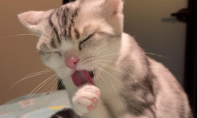 为什么猫喜欢舔衣服？（解析猫咪舔衣服的原因及其影响）