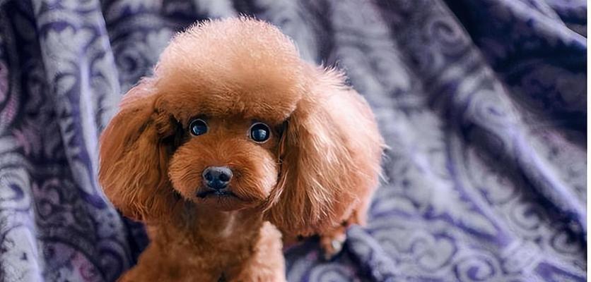 探究猛犬的体味之谜（以什么猛犬的体味小）