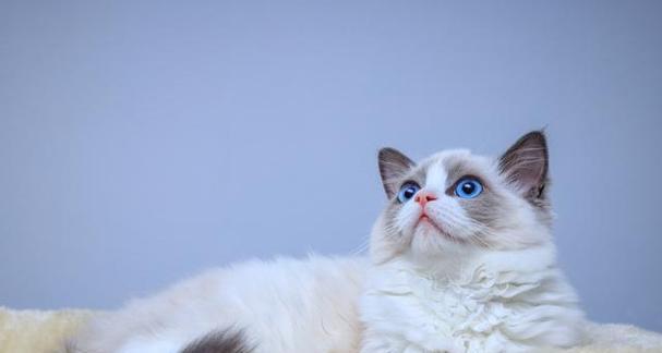 如何选择适合布偶猫幼猫的猫粮？（以布偶猫幼猫的特点为出发点，选择适合其成长的猫粮。）