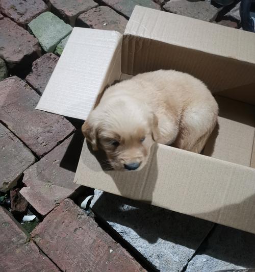 金毛肥胖的原因及解决方法（探究金毛肥胖的原因和提供合理的减肥建议）