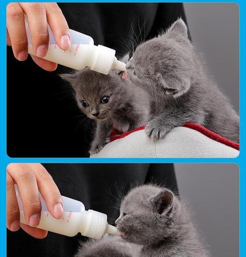 母猫的生理结构及繁殖器官解析（揭开母猫神秘的阴道位置之谜）