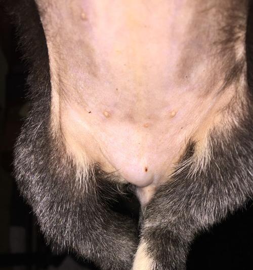 狗狗前列腺疾病解析（狗狗前列腺疾病的发生、症状和治疗方法）
