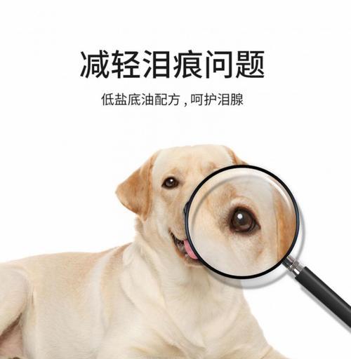 白毛狗宝宝的饮食需求（无泪腺问题的解决方案）