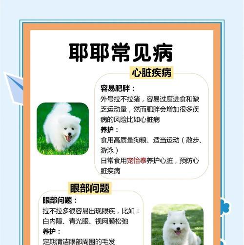 萨摩耶认识主人需要多长时间？（探寻萨摩耶与主人之间的默契）