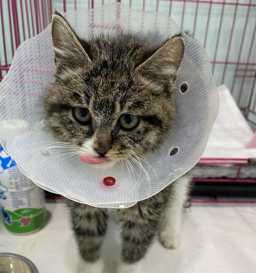 了解尿道造口（探索不同尿道造口型号的特点及使用指南）