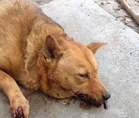 狗狗吐血，五种可能的原因及解决方法（了解吐血颜色对狗狗健康的重要性）