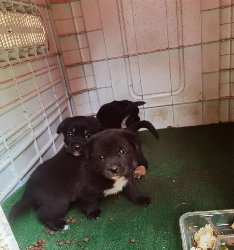 狗的第一胎隔多久生一次？（探寻狗生育周期的奥秘）