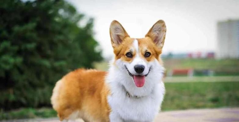 柯基犬的特点与魅力（了解柯基犬的外貌、性格和适应能力）