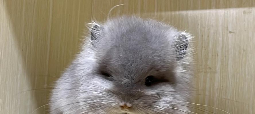 母龙猫的哺乳时机与特点（了解龙猫产仔后的哺乳过程和注意事项）