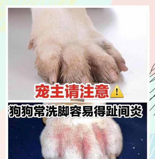 狗脚趾炎（了解康复时长，预防和治疗策略）