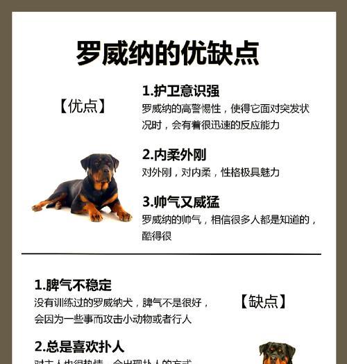 让罗威纳犬变得更凶（提高罗威纳犬的攻击性——培养方法和注意事项）