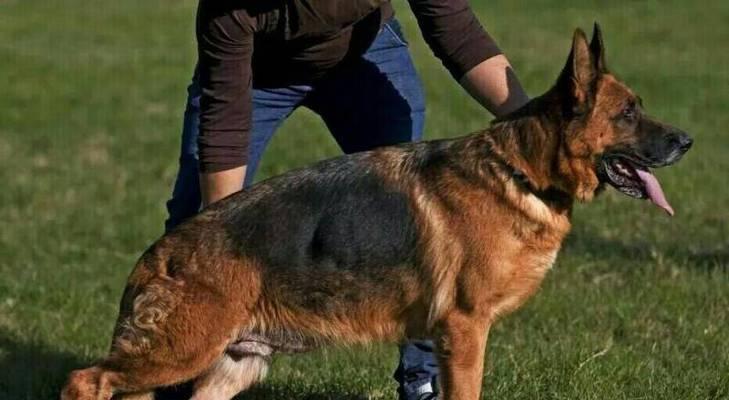 掉毛少的狗狗品种大揭秘（15个不容易掉毛的狗狗品种，让你家免受毛团团的困扰）