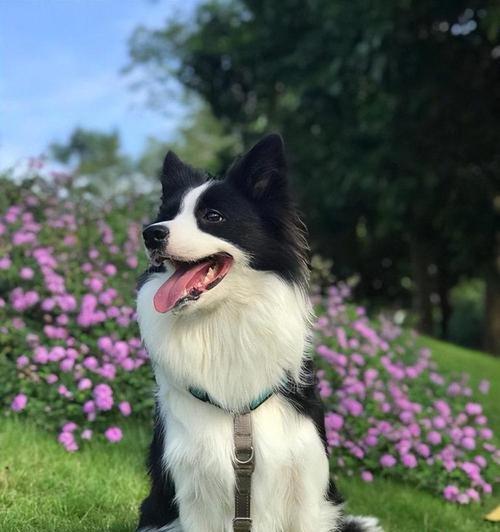 探索世界上最贵的10种狗狗（从高端品种到稀有品种，这些狗狗的价格让你瞠目结舌！）