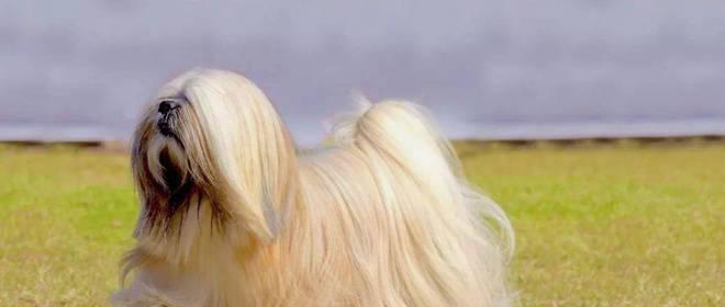 小型宠物狗的品种及特点（探索小型宠物狗世界，选择适合你的伴侣）