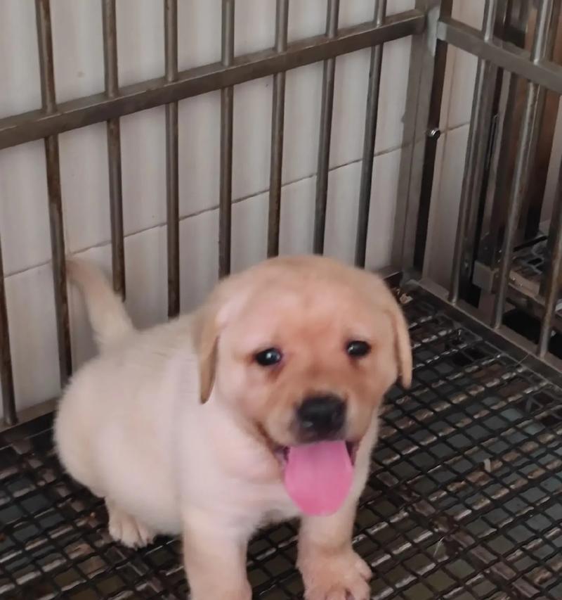 拉布拉多的优缺点（了解拉布拉多的特性和适合条件）