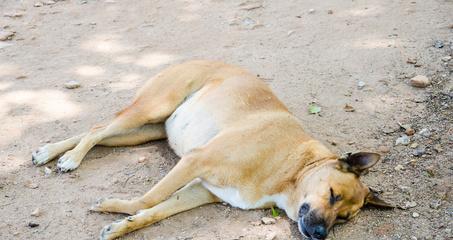 三个月大的狗一天应该睡多久？（了解三个月大狗的睡眠需求以保持健康成长）
